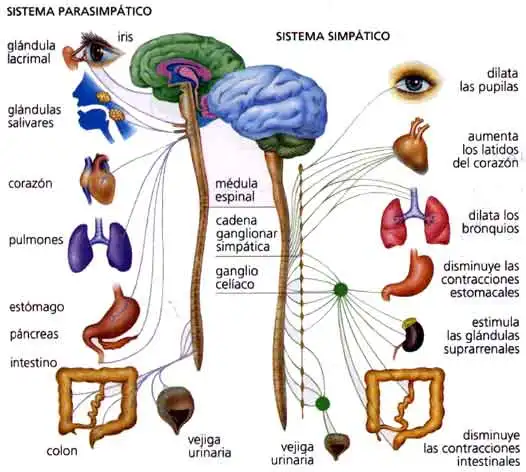 simpatico_y_parasimpatico